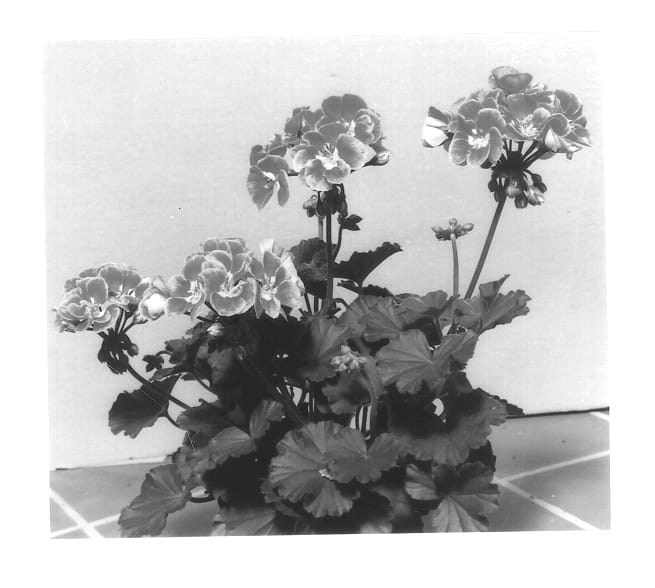 Figure 1 of US plant patent PP13743, the photograph of KLEP01012 printed in the patent.