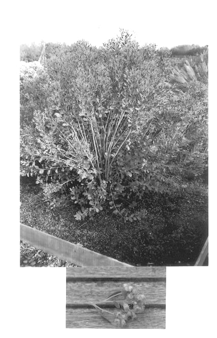 Figure 1 of US plant patent PP13744, the photograph of Kolmmyst printed in the patent.