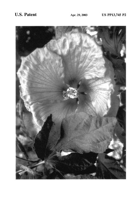 Figure 3 of US plant patent PP13745, the photograph of Aquarian printed in the patent.
