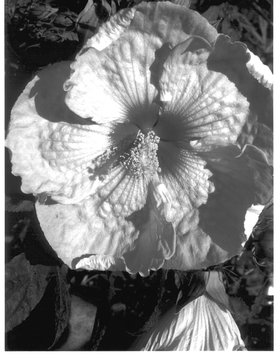 Figure 1 of US plant patent PP13746, the photograph of Dreamcatcher printed in the patent.