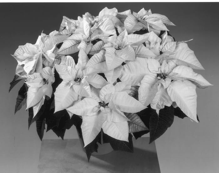 Figure 1 of US plant patent PP13747, the photograph of Fislemon printed in the patent.