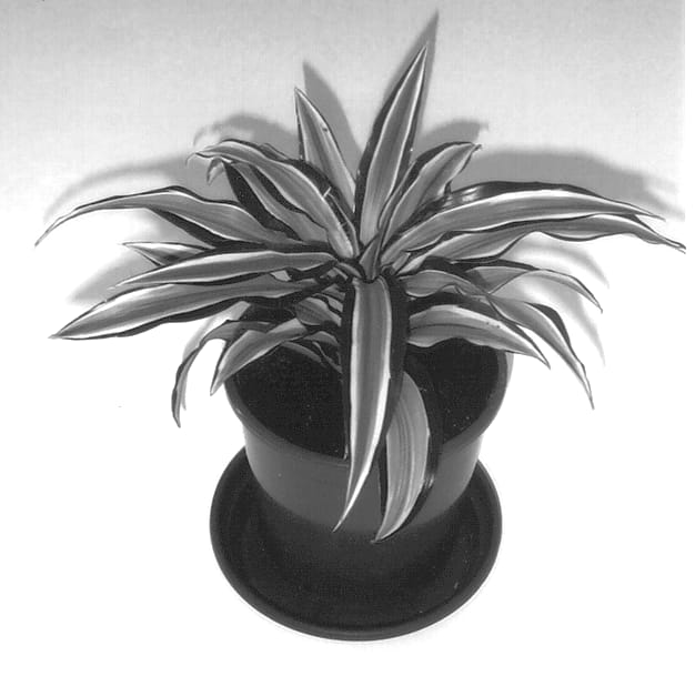 Figure 1 of US plant patent PP13748, the photograph of 0102RB printed in the patent.