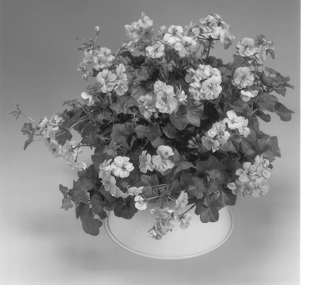 Figure 1 of US plant patent PP13749, the photograph of Global Deep Lilac printed in the patent.