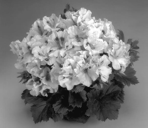Figure 1 of US plant patent PP13750, the photograph of Elegance Pink Chiffon printed in the patent.