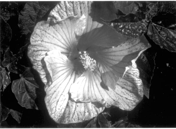 Figure 1 of US plant patent PP13751, the photograph of Pink Comet printed in the patent.