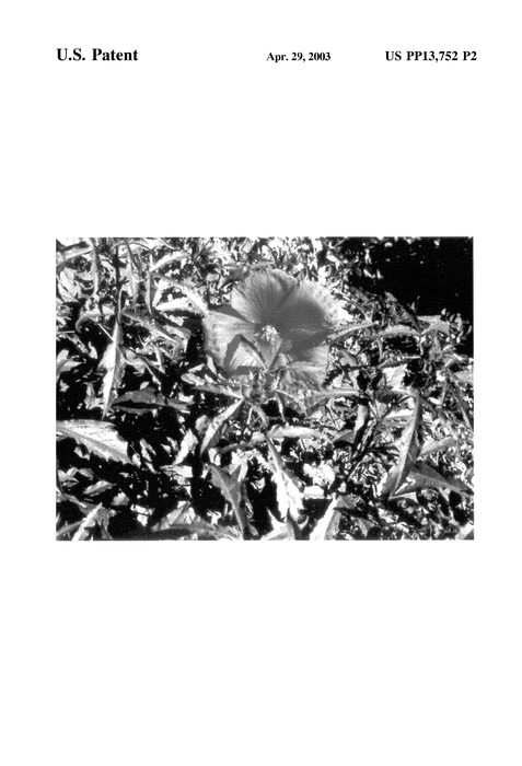 Figure 3 of US plant patent PP13752, the photograph of Eruption printed in the patent.