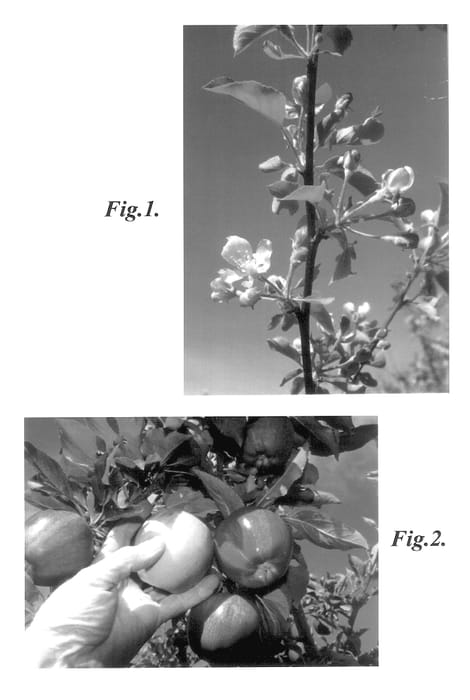 Figure 1 of US plant patent PP13753, the photograph of Banning Gala printed in the patent.