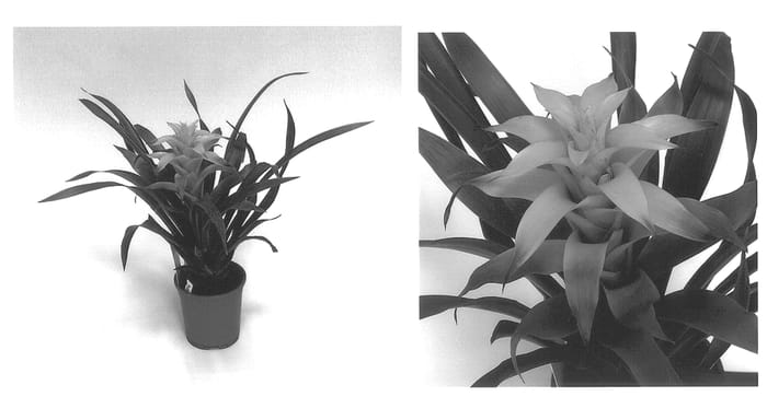 Figure 1 of US plant patent PP13754, the photograph of Deplakar printed in the patent.