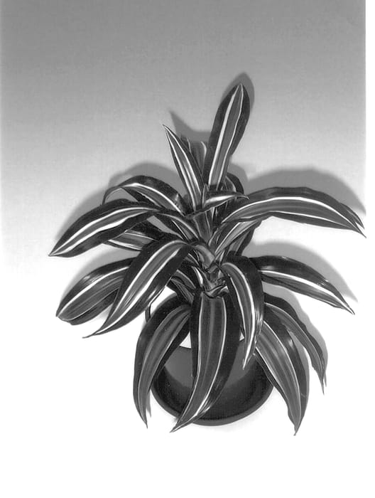 Figure 1 of US plant patent PP13755, the photograph of 0104SJ printed in the patent.
