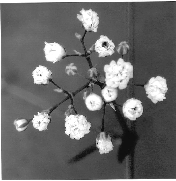 Figure 1 of US plant patent PP13756, the photograph of Dangypfun printed in the patent.