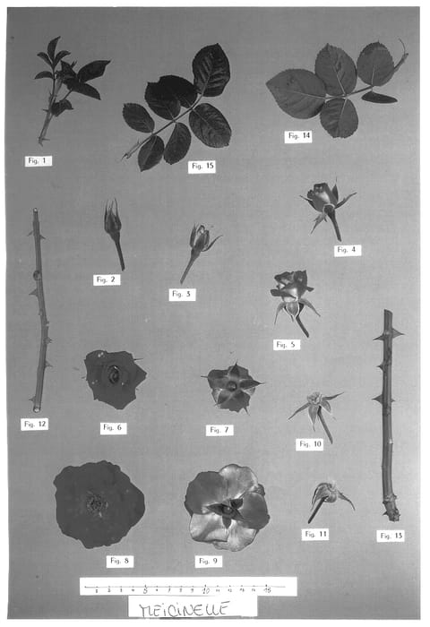 Figure 1 of US plant patent PP13757, the photograph of Meicinelle printed in the patent.