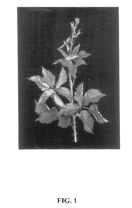 Figure 1 of US plant patent PP13758, the photograph of Sleeping Beauty printed in the patent.