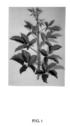 Figure 1 of US plant patent PP13759, the photograph of Zorro printed in the patent.