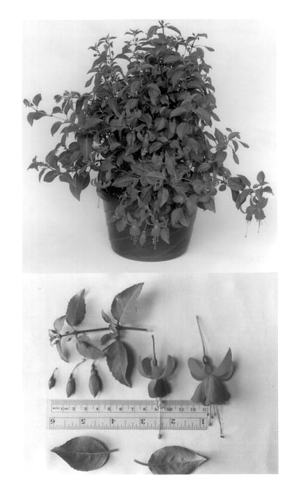Figure 1 of US plant patent PP13760, the photograph of Marcia printed in the patent.