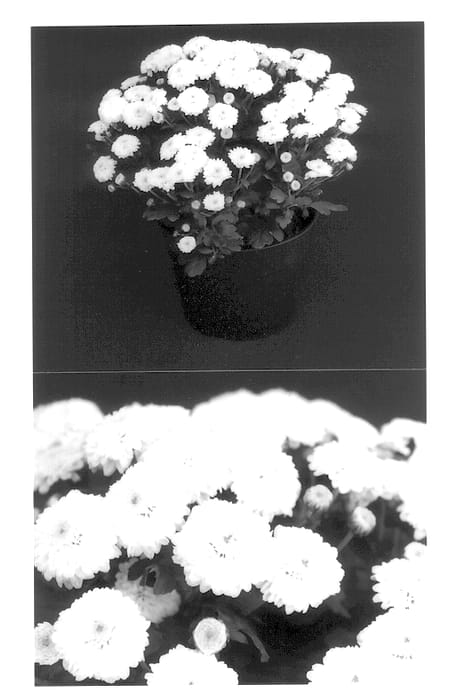 Figure 1 of US plant patent PP13761, the photograph of Yobianca printed in the patent.