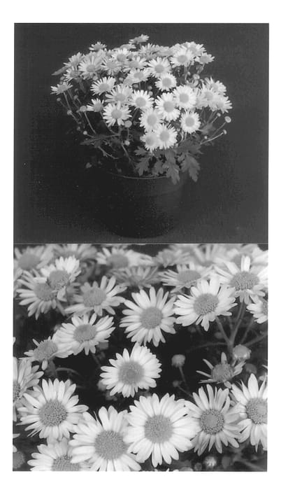 Figure 1 of US plant patent PP13762, the photograph of Yogabriella printed in the patent.
