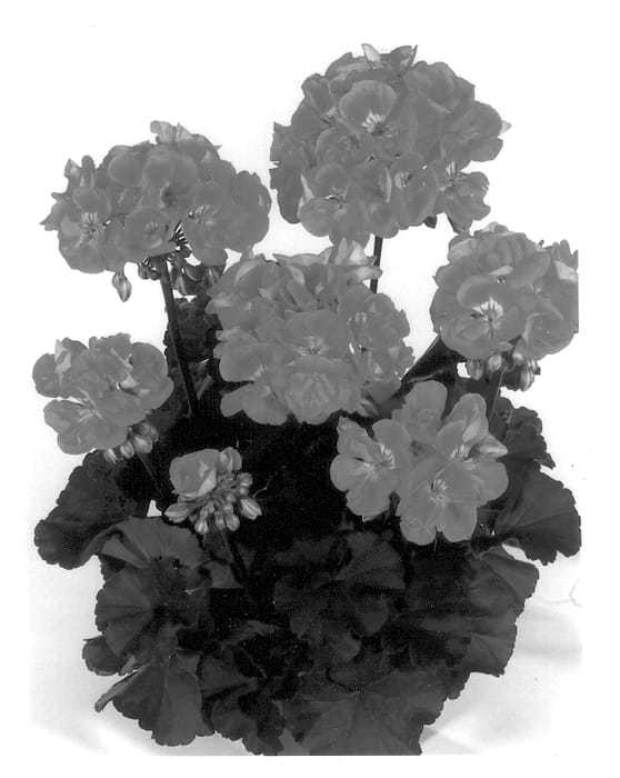 Figure 1 of US plant patent PP13763, the photograph of KLEP01007 printed in the patent.