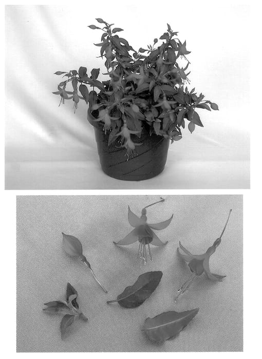 Figure 1 of US plant patent PP13764, the photograph of Kiefuzak printed in the patent.