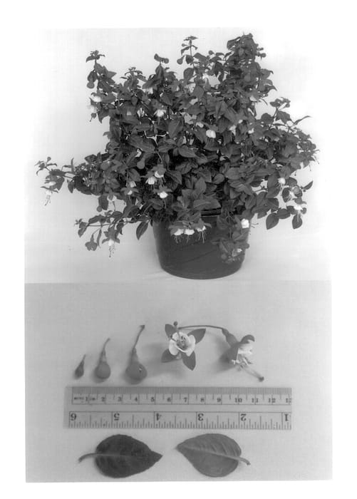 Figure 1 of US plant patent PP13765, the photograph of Shabetty printed in the patent.