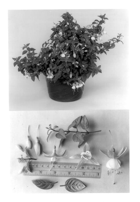 Figure 1 of US plant patent PP13766, the photograph of Goetzginger printed in the patent.