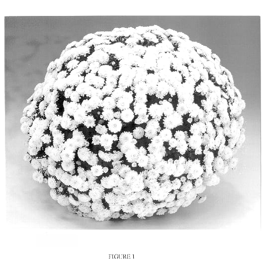 Figure 1 of US plant patent PP13767, the photograph of GEDI ONE FRI printed in the patent.