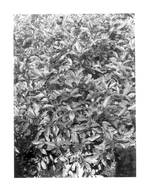 Figure 1 of US plant patent PP13768, the photograph of Kolmber printed in the patent.