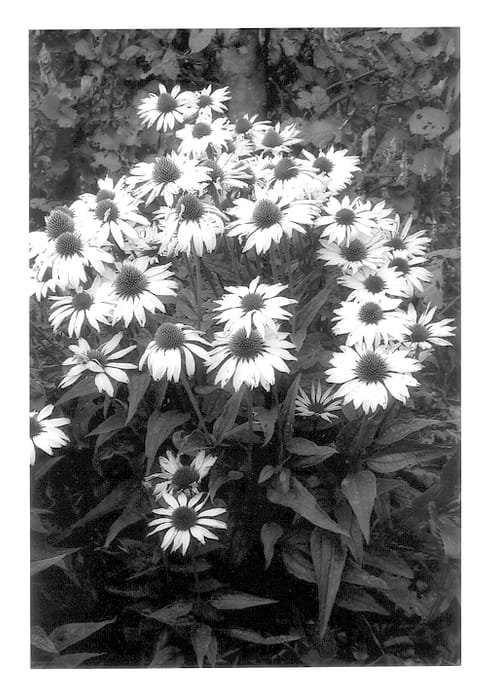 Figure 1 of US plant patent PP13769, the photograph of Jade printed in the patent.