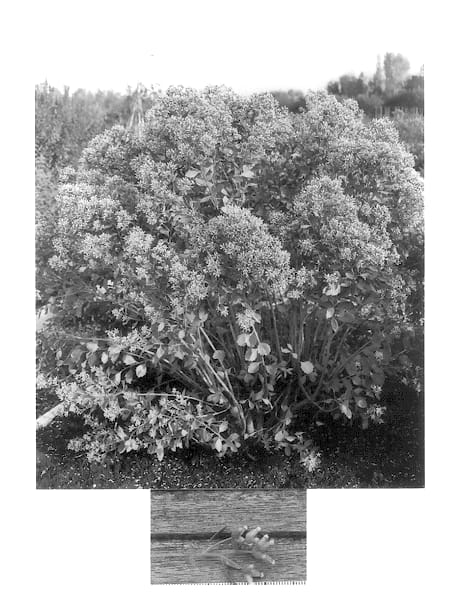 Figure 1 of US plant patent PP13770, the photograph of Kolmsil printed in the patent.