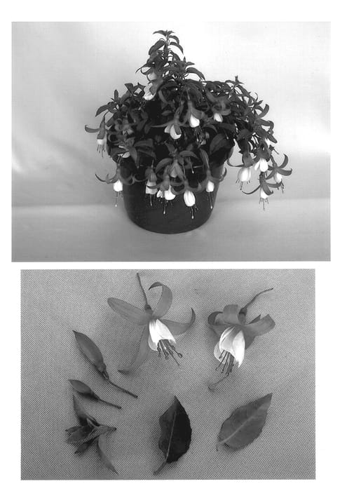 Figure 1 of US plant patent PP13771, the photograph of Kiefukaf printed in the patent.