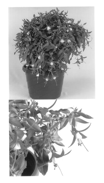 Figure 1 of US plant patent PP13772, the photograph of Kiefulap printed in the patent.