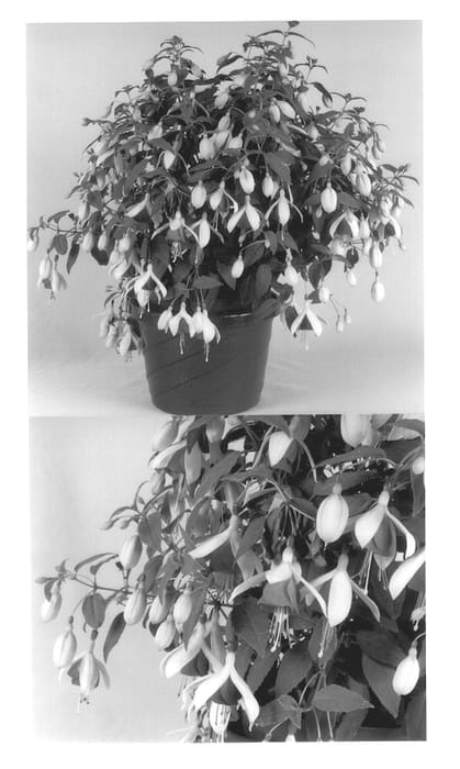 Figure 1 of US plant patent PP13773, the photograph of Kiefuter printed in the patent.