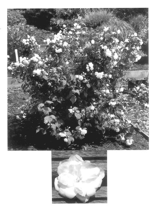 Figure 1 of US plant patent PP13774, the photograph of Snowwhite Fantasy printed in the patent.