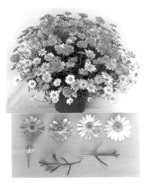Figure 1 of US plant patent PP13775, the photograph of Suparosa printed in the patent.