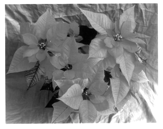 Figure 1 of US plant patent PP13776, the photograph of Early Joy Pink printed in the patent.