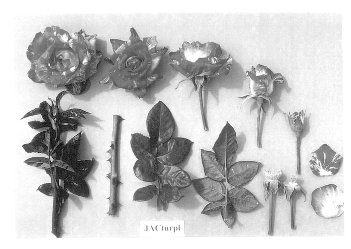 Figure 1 of US plant patent PP13777, the photograph of JACturpl printed in the patent.