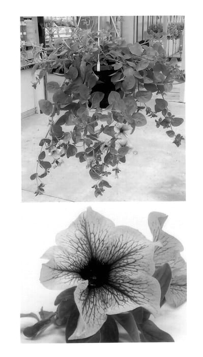Figure 1 of US plant patent PP13778, the photograph of Wespeorp printed in the patent.