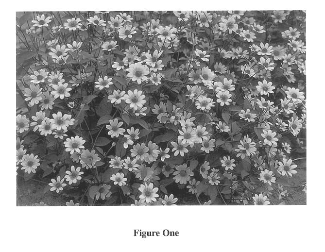 Figure 1 of US plant patent PP13779, the photograph of Prairie Sunset printed in the patent.