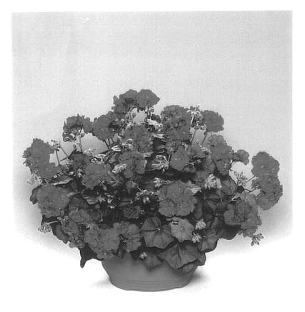 Figure 1 of US plant patent PP13780, the photograph of Pactomgi printed in the patent.