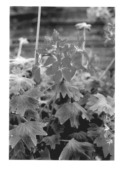 Figure 1 of US plant patent PP13781, the photograph of Fiwocherry printed in the patent.