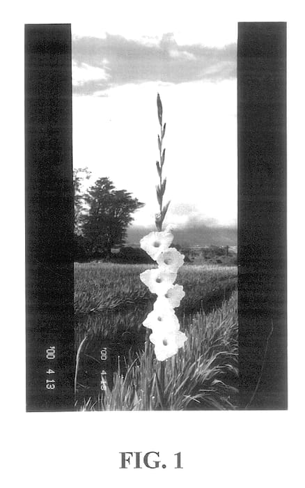 Figure 1 of US plant patent PP13782, the photograph of Alexandra The Great printed in the patent.