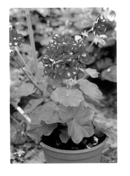 Figure 1 of US plant patent PP13783, the photograph of Pactomgimex printed in the patent.