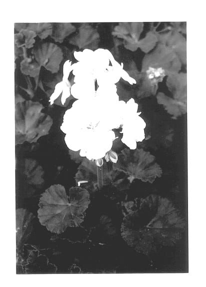Figure 1 of US plant patent PP13784, the photograph of Pacwei printed in the patent.