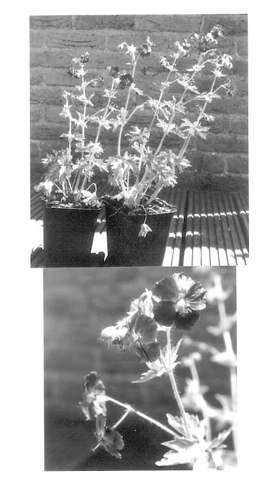 Figure 1 of US plant patent PP13785, the photograph of Springtime printed in the patent.