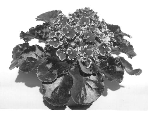 Figure 1 of US plant patent PP13786, the photograph of Everlove printed in the patent.