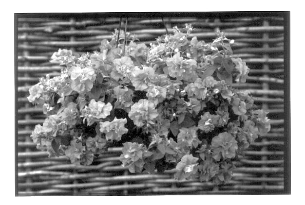 Figure 1 of US plant patent PP13787, the photograph of Kercan printed in the patent.