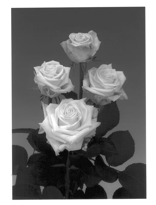 Figure 1 of US plant patent PP13788, the photograph of Roroone printed in the patent.