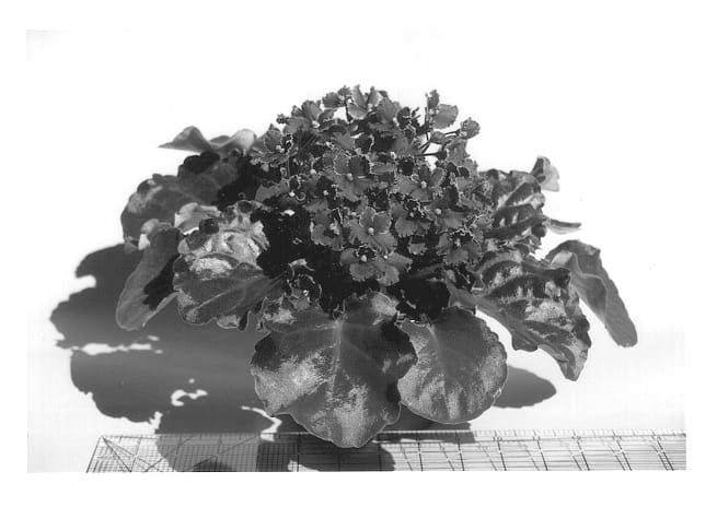 Figure 1 of US plant patent PP13789, the photograph of EverPraise printed in the patent.