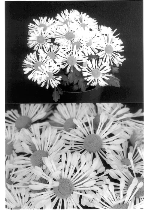 Figure 1 of US plant patent PP13790, the photograph of Yocorrine printed in the patent.