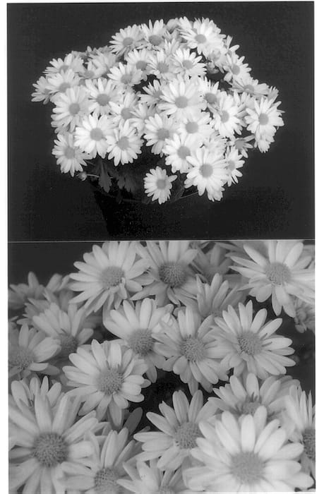 Figure 1 of US plant patent PP13791, the photograph of Yocamille printed in the patent.