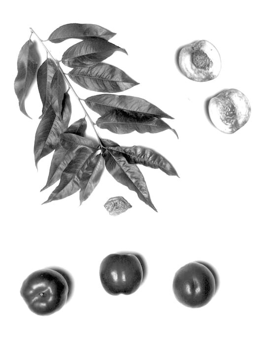 Figure 1 of US plant patent PP13792, the photograph of June Lion printed in the patent.